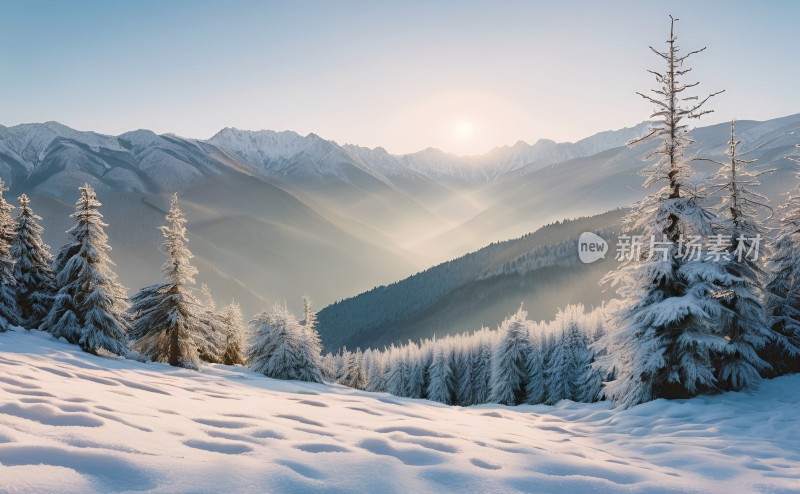 冬季森林白雪覆盖风景