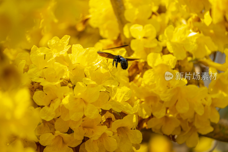 黄钟木花和扁柄木蜂