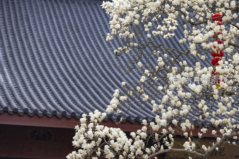 杭州法喜寺500年白玉兰盛放