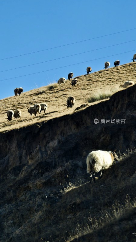 山坡上有一群正在吃草的羊