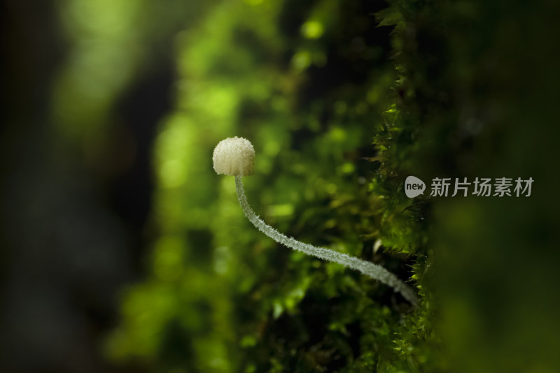 雨季在苔藓上长出一朵蘑菇精灵