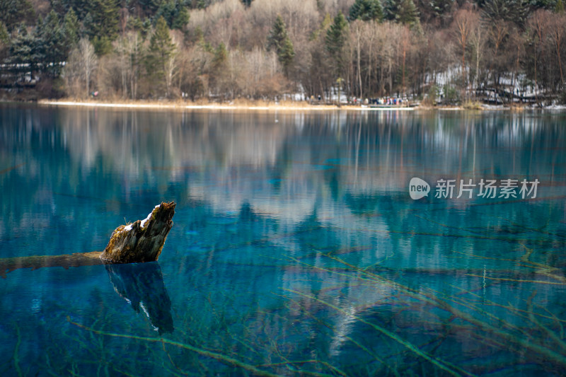 九寨沟湖中枯木景色