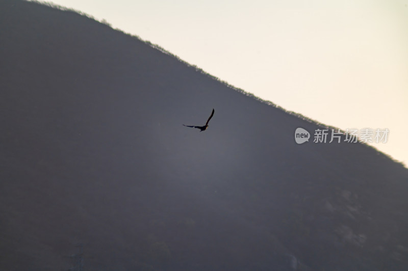 洛阳洛河边湿地里空中飞翔的鱼鹰（鸬鹚）