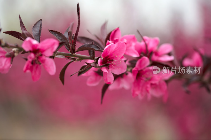 一枝新鲜的榆叶梅鲜花