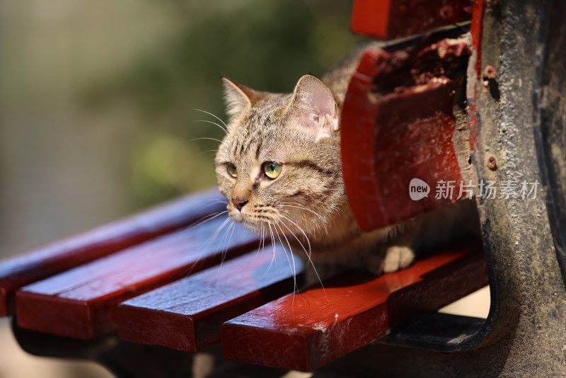 杭州西湖花港观鱼的流浪猫狸花猫