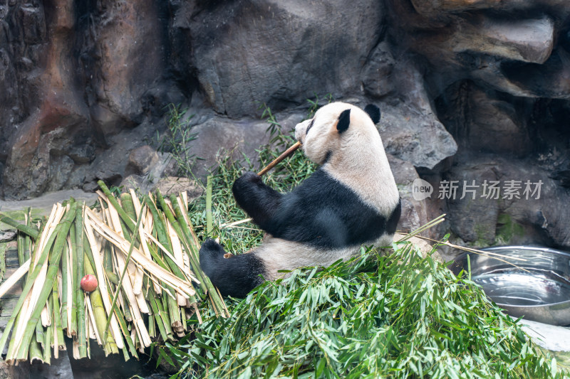 大熊猫躺在竹子上觅食熊猫吃竹笋吃竹子