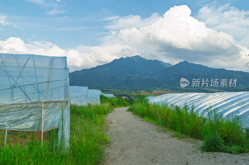 陕西秦岭山区山间农田塑料大棚风景