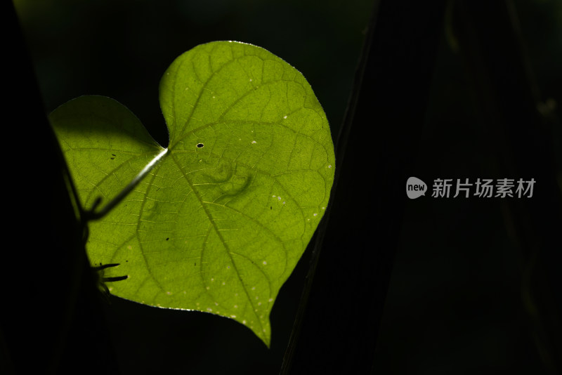 绿色叶片微距特写