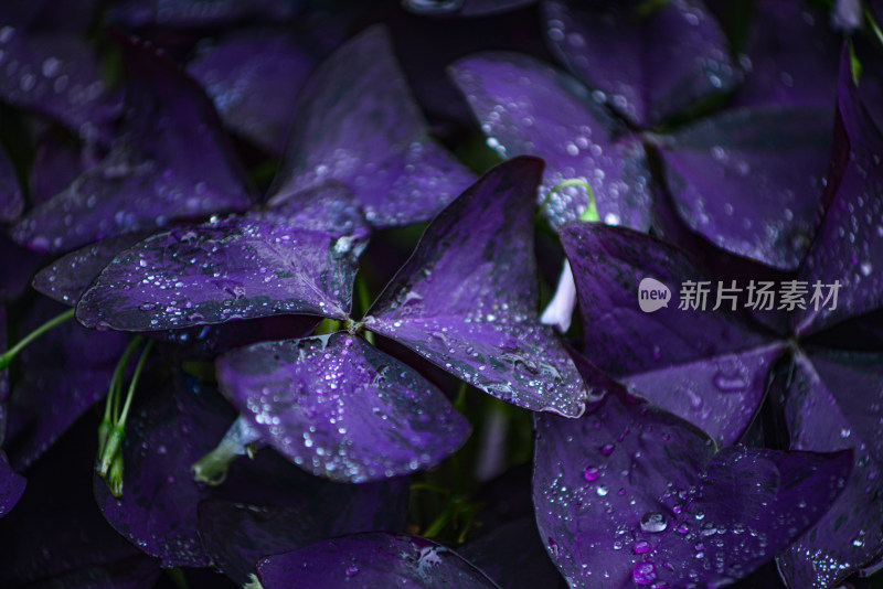 三角紫叶酢浆草 下雨