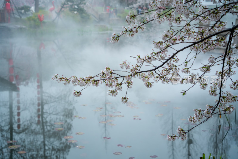 武汉东湖樱园樱花