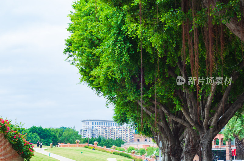 福建福州青年广场的休闲绿地