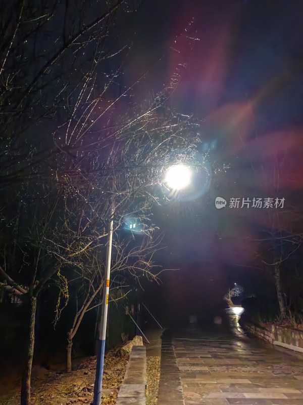 夜晚街道灯光下的树木景象