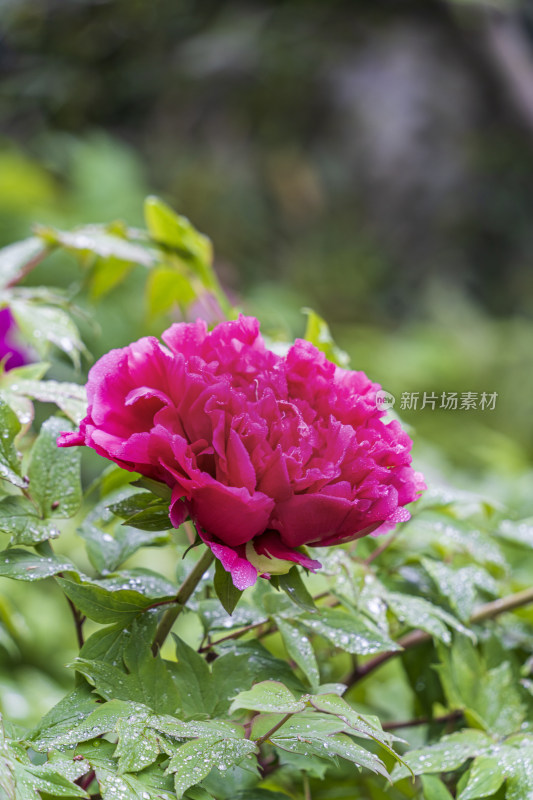 苏州园林拙政园清晨挂满露珠的玫红色牡丹花