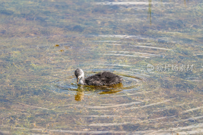 在若尔盖花湖景区湿地里觅食的水鸡