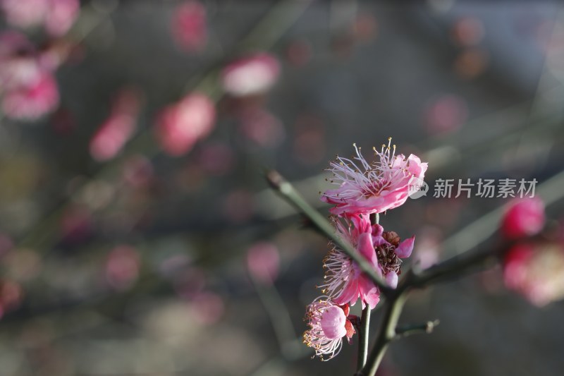 梅花 腊梅 红梅花