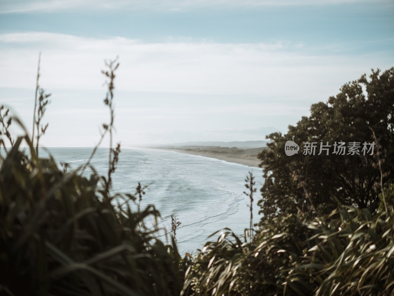 新西兰Muriwai beach 鸟岛塘鹅栖息地海滩