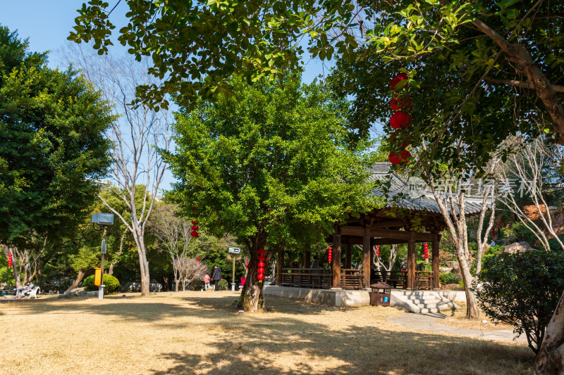 福州春天绿意盎然的冶山春秋公园景色