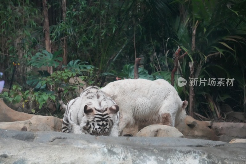 两只白虎在绿植旁活动