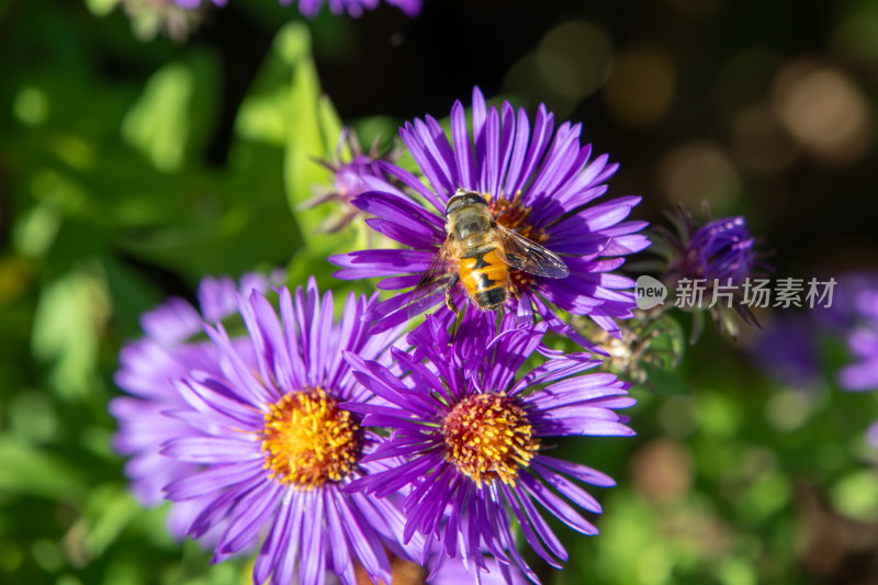 紫菀鲜花特写紫色菊花盛开