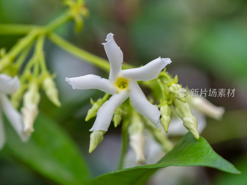 春天的风车茉莉白花特写