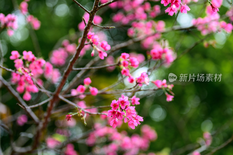 盛开的粉色樱花枝条