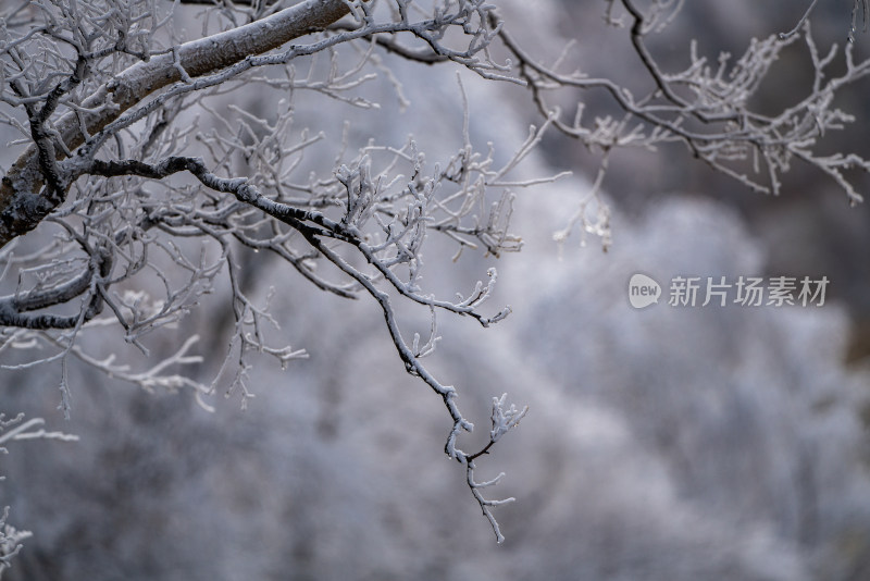 冰霜覆盖的树枝近景