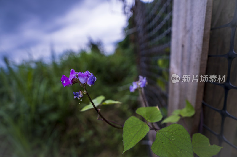 带绿叶的紫色花朵近景特写