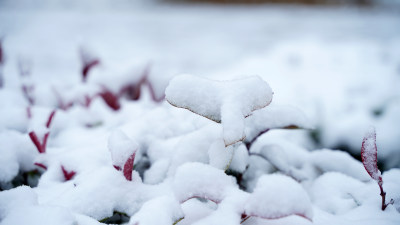 植物上的积雪素材