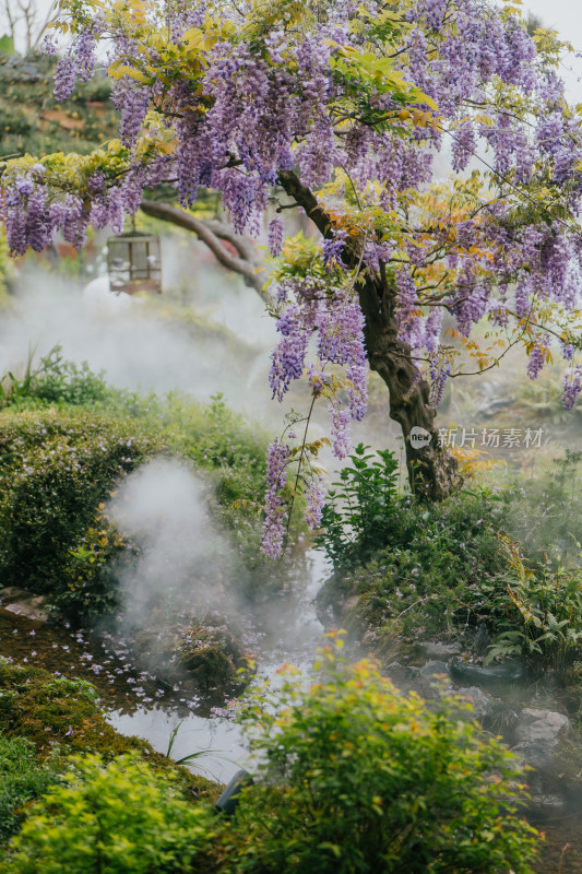 绿植开花的植物