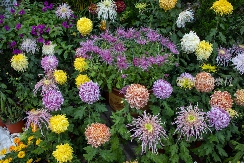 菊花展览各色菊花秋菊盛开