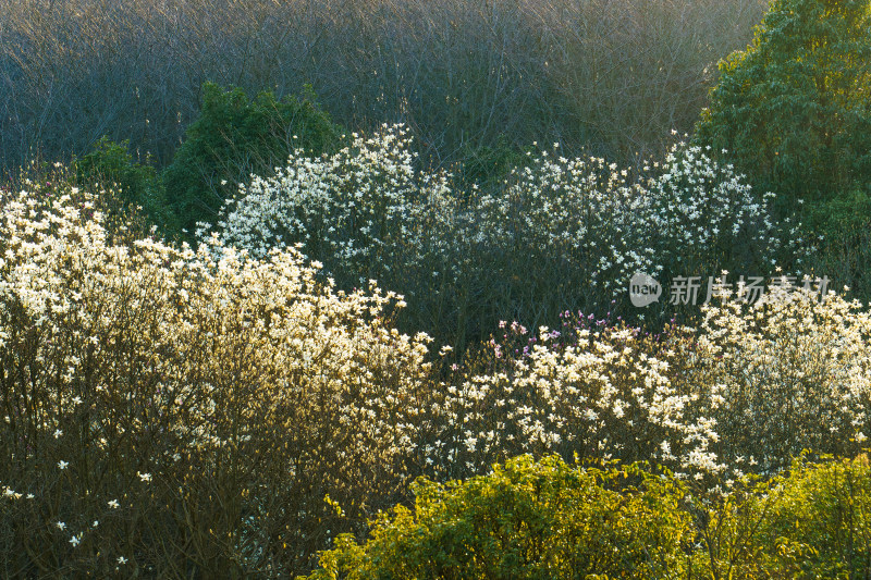 白玉兰花树