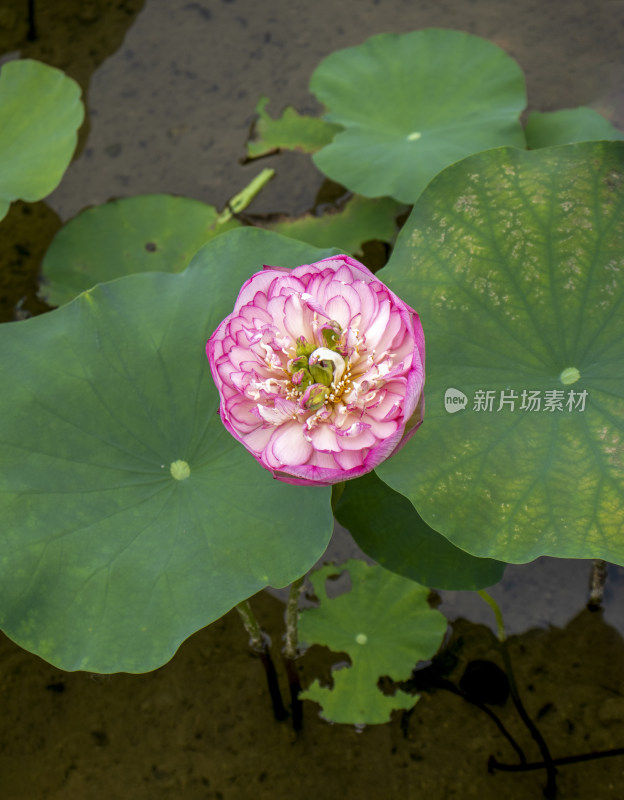 夏日炎炎池塘里盛开荷花随风送来香气