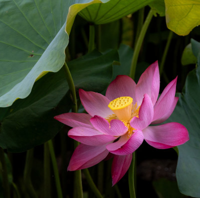 粉色荷花特写镜头