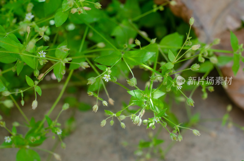 绿色植物与白色小花特写