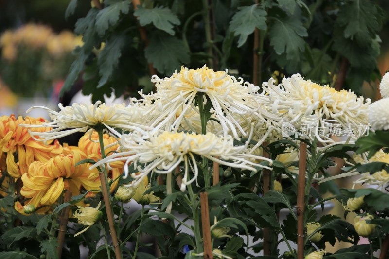 白色菊花 线菊 丝菊 黄色菊花 