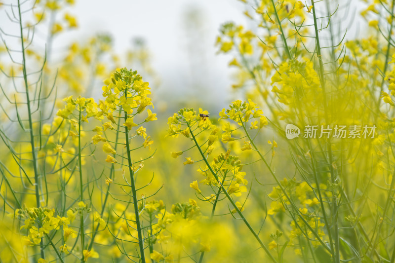 春天油菜花和蜜蜂