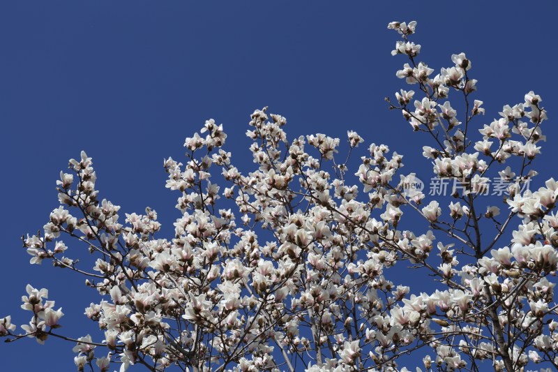 玉兰花开