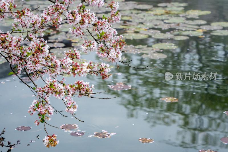 武汉东湖樱园樱花