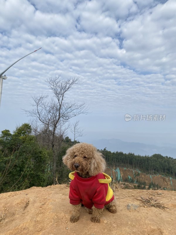 穿红衣的小狗在户外风车旁的场景