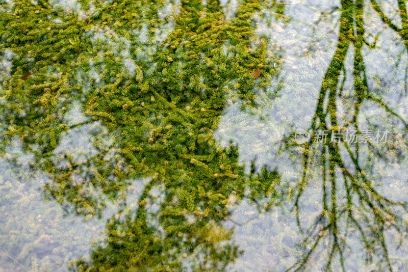 湖边水里的植物