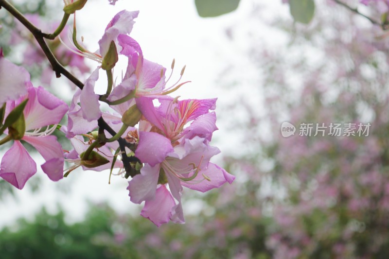 春天广州校园里的紫荆花