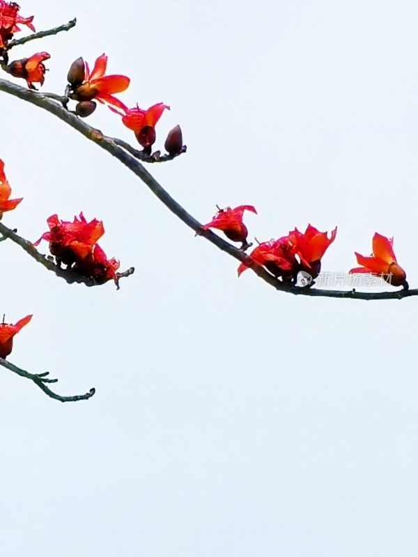 木棉花枝特写