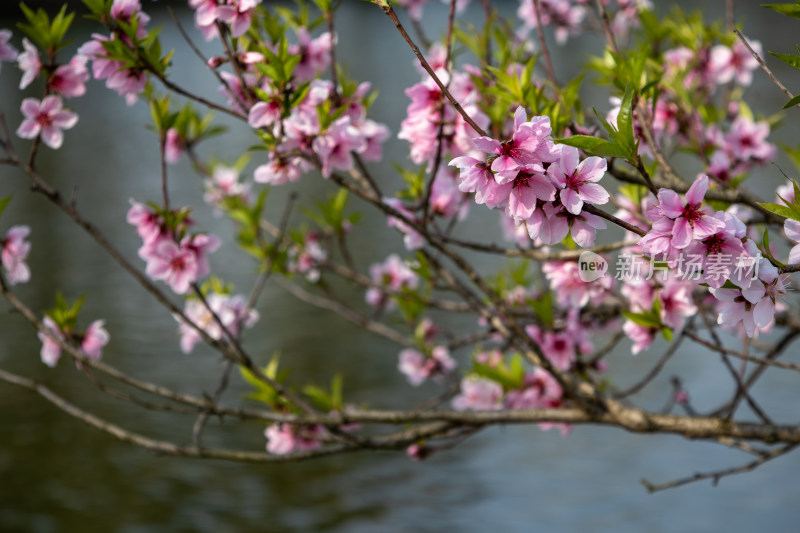 春天湖边湖面上绽放的粉红色桃花