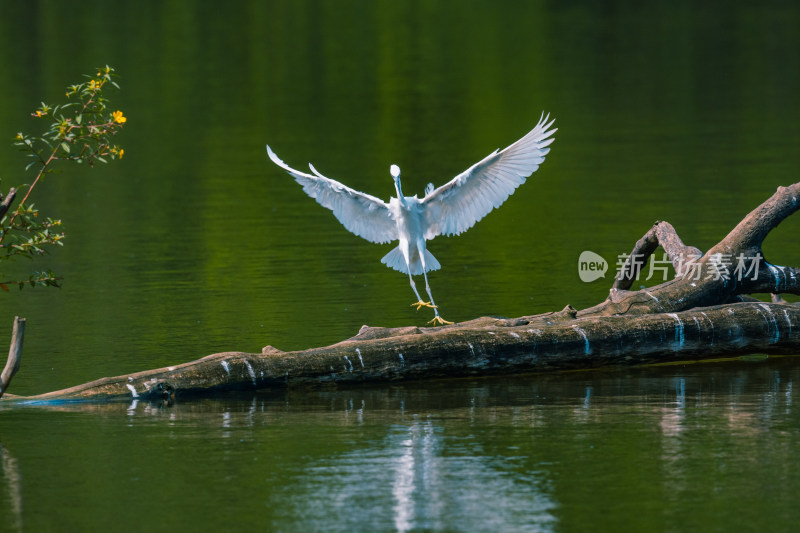 白鹭于水面树枝展翅瞬间