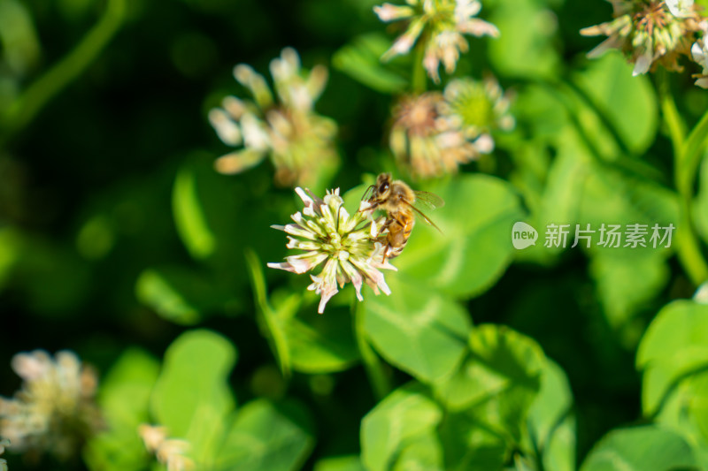 花草上的蜜蜂