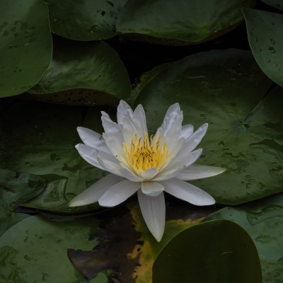 花花、微距、特写、荷花、昆虫