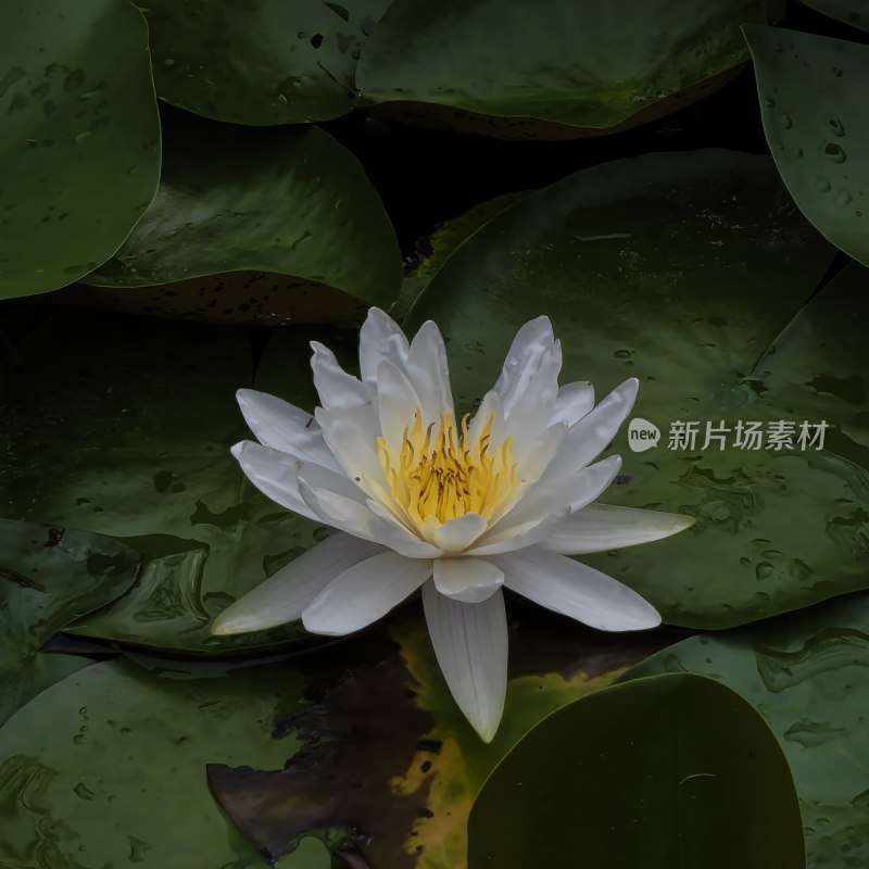 花花、微距、特写、荷花、昆虫