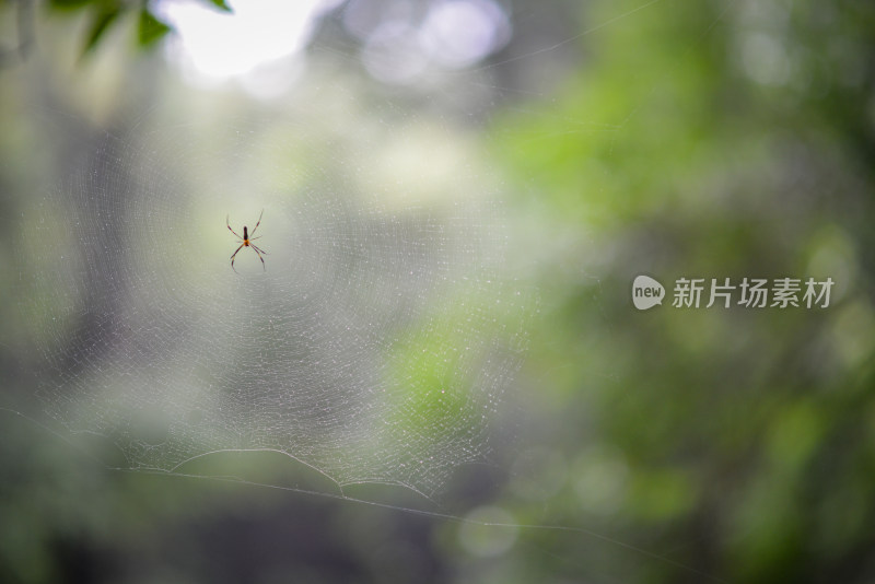 蜘蛛和蜘蛛网