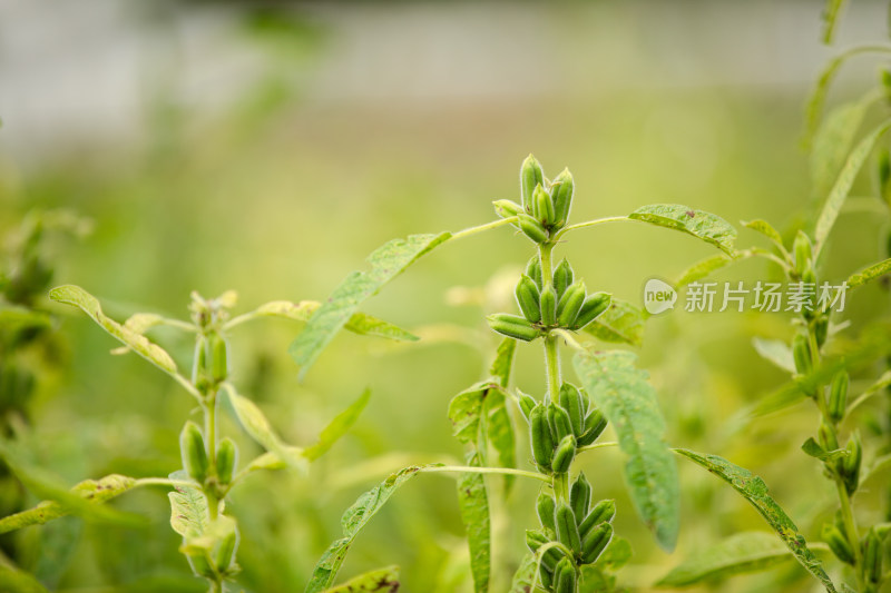 硕果累累的芝麻庄稼特写