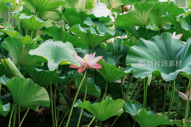 北京圆明园荷花